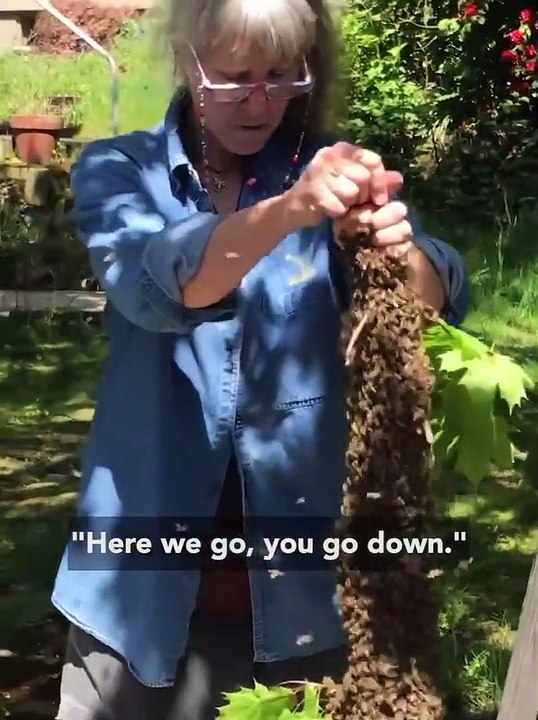 Elle récupère un essaim d'abeilles d'une façon incroyable