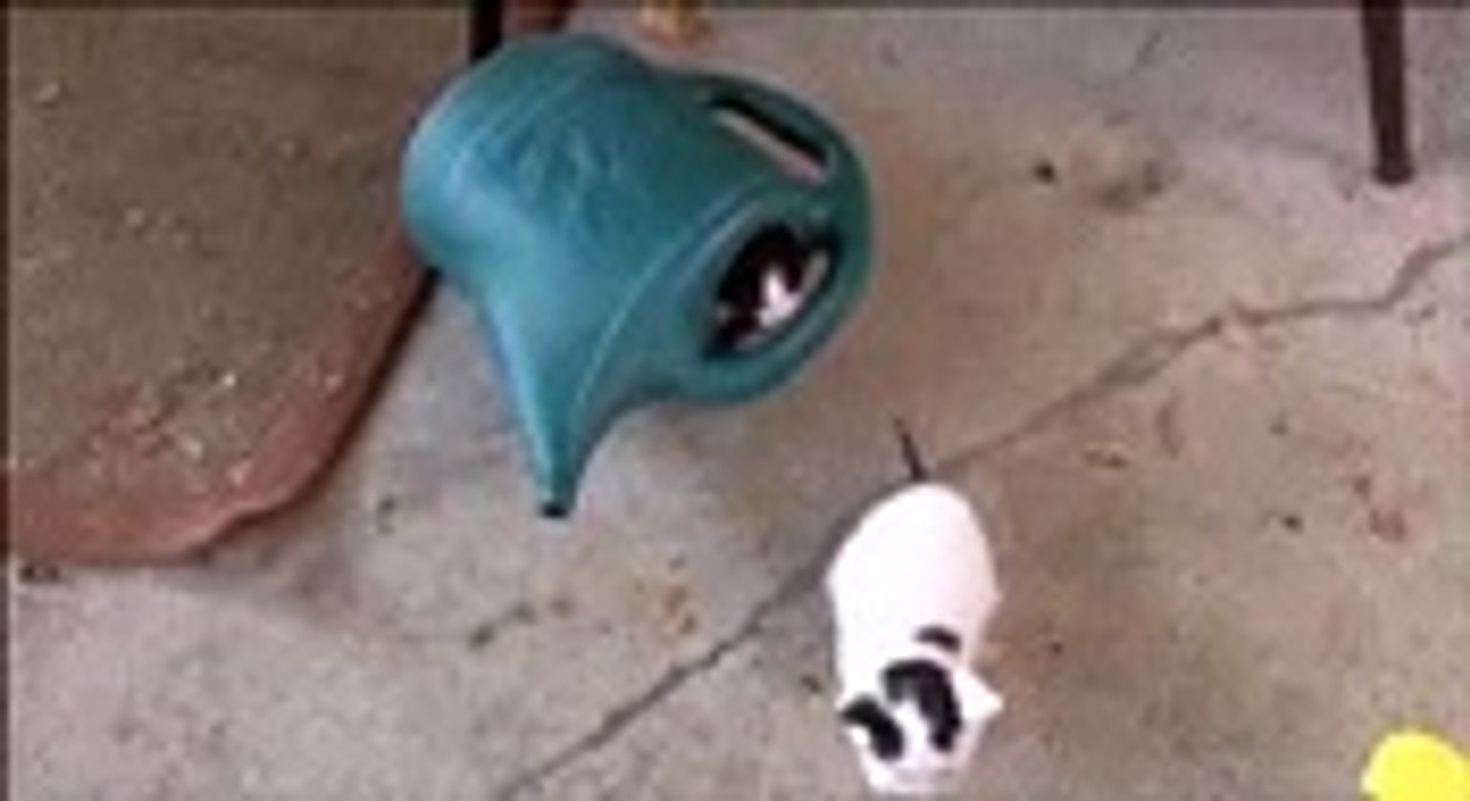Mais combien y-a-t-il de chats dans cet arrosoir