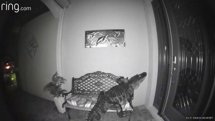 Ce qu'ils découvrent sous le porche de la maison est incroyable