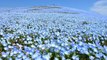 Plus de 5 millions de fleurs bleues ont fleuri dans ce parc japonais, dévoilant une vue merveilleuse