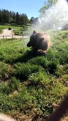 Happy Grizzly Loves Cooling Off on Hot Summer Day