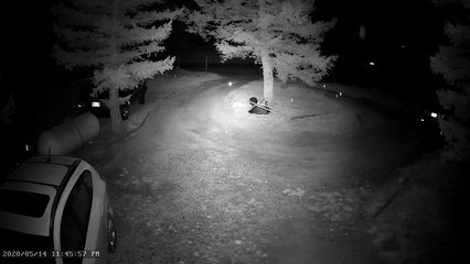 Bold Bear Climbs into Car