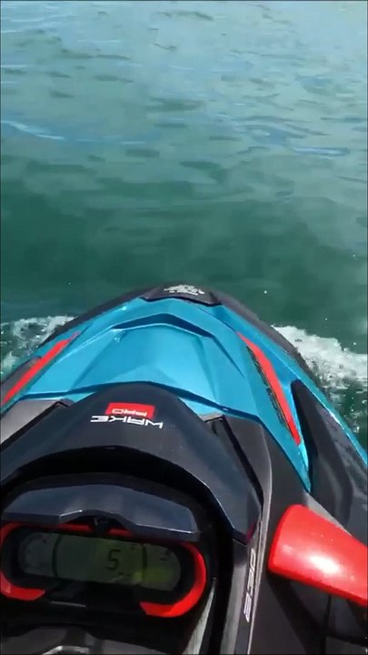 Dolphins Shoreham