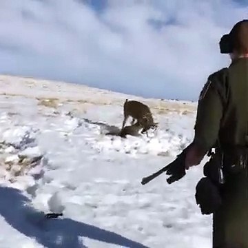 Tir de précision d'un garde forestier pour séparer deux cerfs (Calgary)