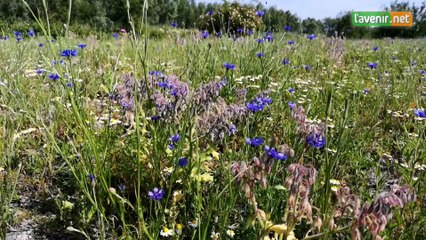 La nature a repris ses droits sur le terril de la Hurtrie à Péruwelz
