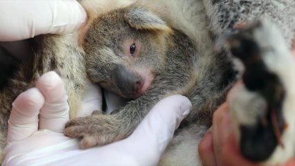 Watch Ash the Koala Joey's Birth 🐨