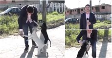 Repórter é obrigado a interromper reportagem para brincar com dois cães de rua