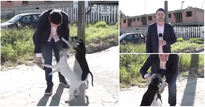 Repórter é obrigado a interromper reportagem para brincar com dois cães de rua