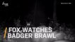Hidden Camera Captures Fox Watching Vicious Badger Brawl