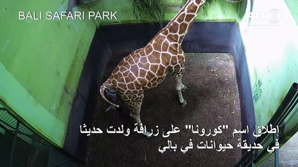 إطلاق اسم "كورونا" على زرافة ولدت حديثا في حديقة حيوانات في بالي