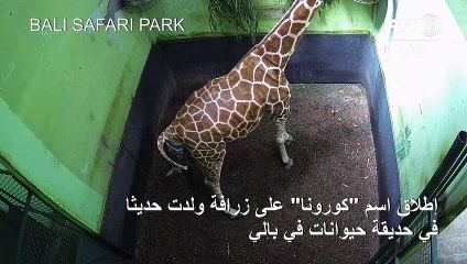 إطلاق اسم "كورونا" على زرافة ولدت حديثا في حديقة حيوانات في بالي