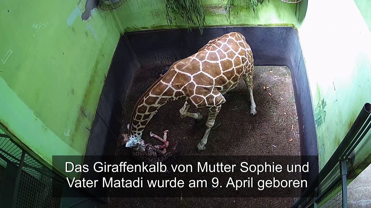 Bali: Ein Giraffenbaby namens Corona