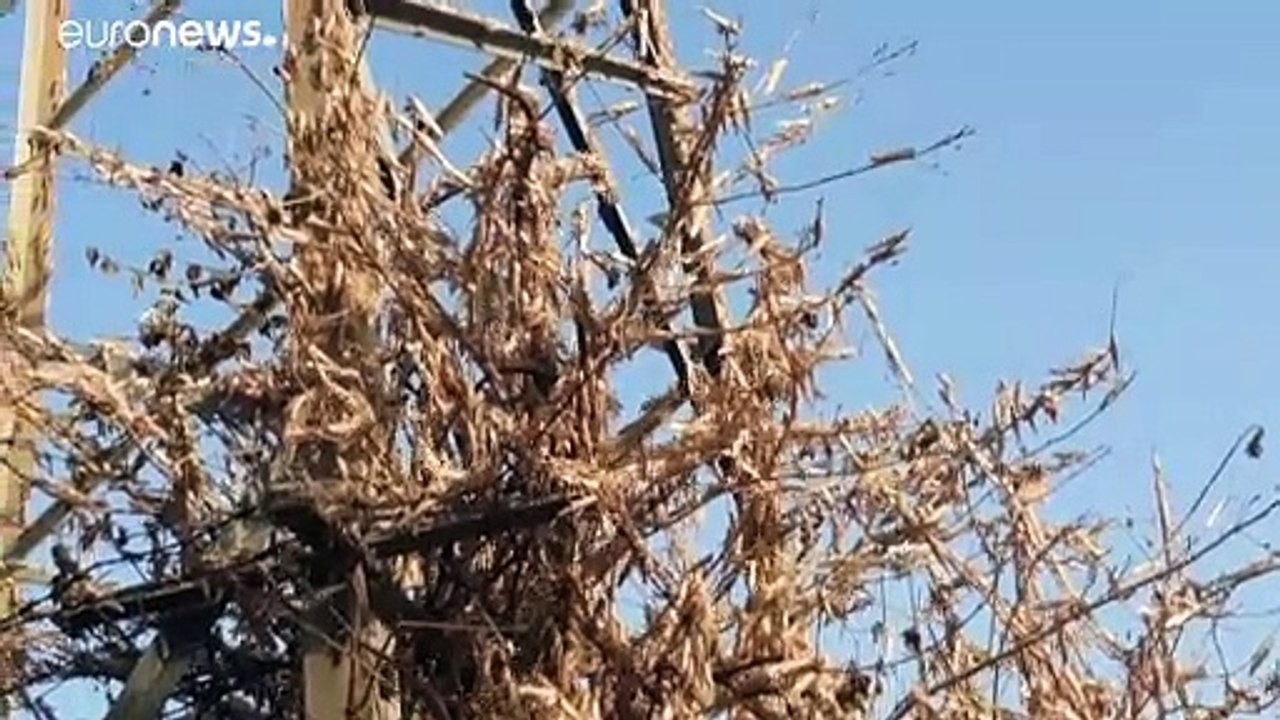 Nimmersatt und zerstörerisch: Heuschrecken fallen über Indien her