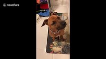 Frito the dog in New York discovers that cream cheese is delicious