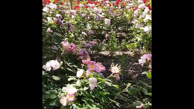 CHAMPS DE MARS TOUR EIFFEL PARIS