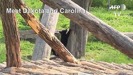 Black bear cubs make their debut in eastern France zoo