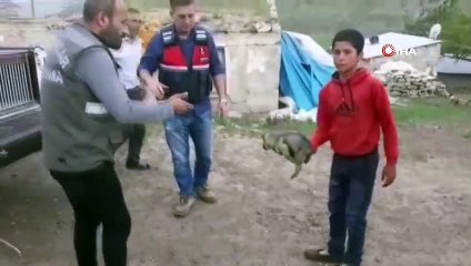 Dişi kurdu öldürüp yavrularını sahiplenenlere ceza yağdı