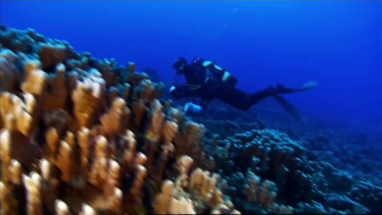 France 5 - Danger sur les requins de l'île de Pâques bY ZapMan69