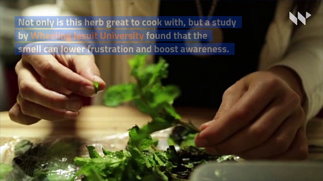 5 Houseplants That Provide Stress Relief