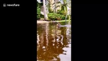 Adorable dachshund swims in the flooded streets of a post-storm Miami