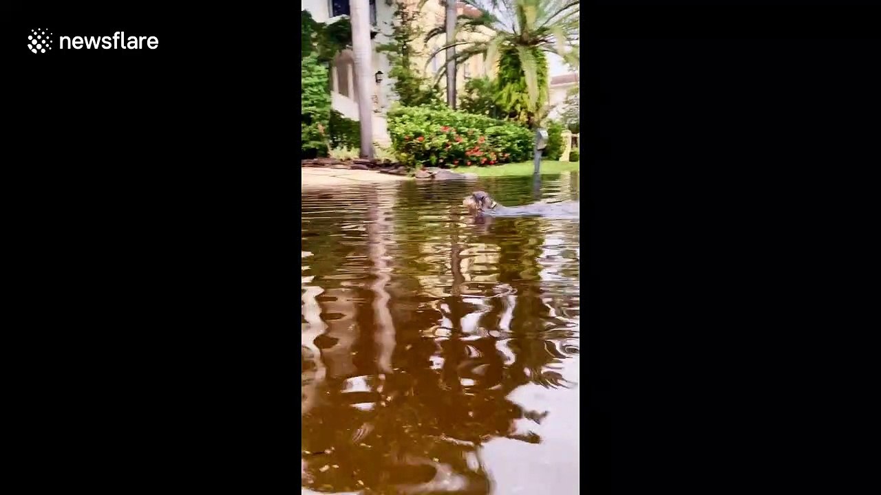 Adorable dachshund swims in the flooded streets of a post-storm Miami