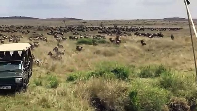 Une maman zèbre sauve son petit d'une attaque de lion