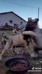 YAVRU COBAN KOPEKLERi MAMA YERKEN AZ KALDI BiRBiRLERiNi YiYECEKLERDi - ANATOLiAN SHEPHERD DOG PUPPiES