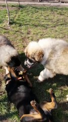 KAFKAS COBAN KOPEKLERi vs ROTTWEiLLER - CAUCASiAN SHEPHERD DOGS vs ROTWEiLLER
