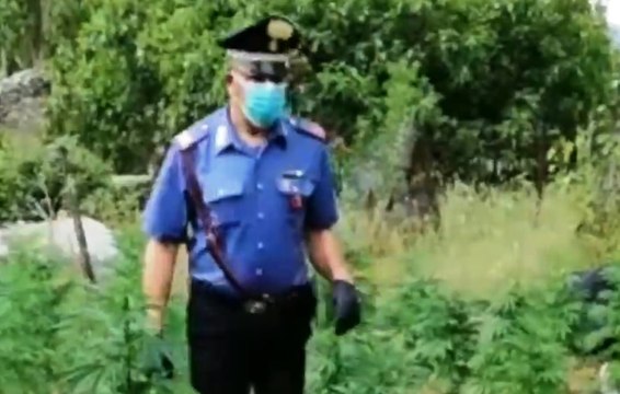 Roma - Piantagione di marijuana, in arresto zio e nipote (06.06.20)