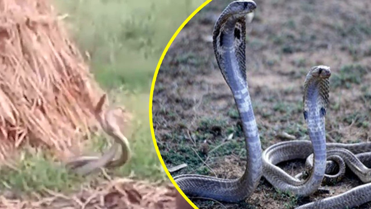 नाग-नागिन सड़क किनारे एक साथ कर रहे थे अठखेलियां, कैमरे में कैद हुआ रोमांस का वीडियो
