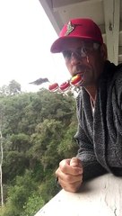Hummingbird Feeder Hat