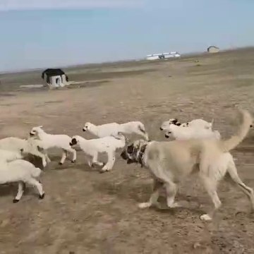 SiVAS KANGAL KOPEGi TAM GAZ GOREVDE - SiVAS KANGAL DOG SHEEP MiSSiON
