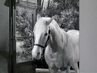 Mr. Ed - 125. Hurra hurra Die Post ist da