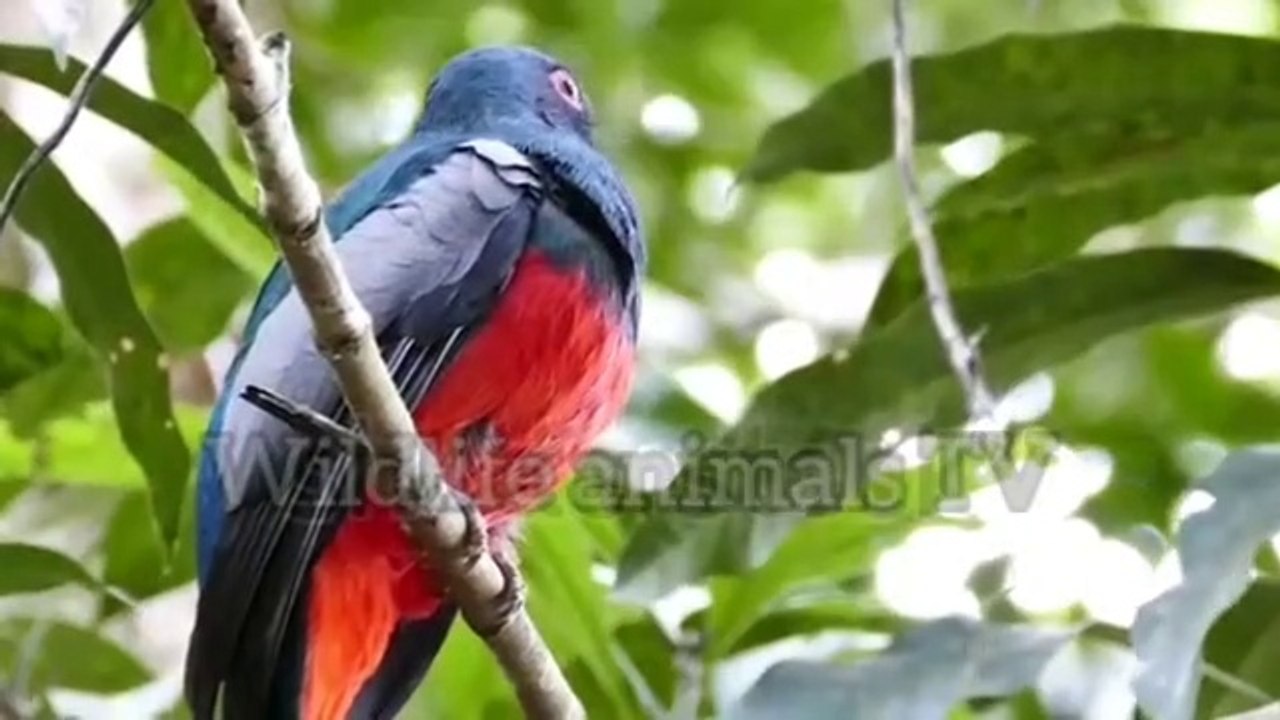 Beautiful Colorful bird || nature animals || wildlife animals TV