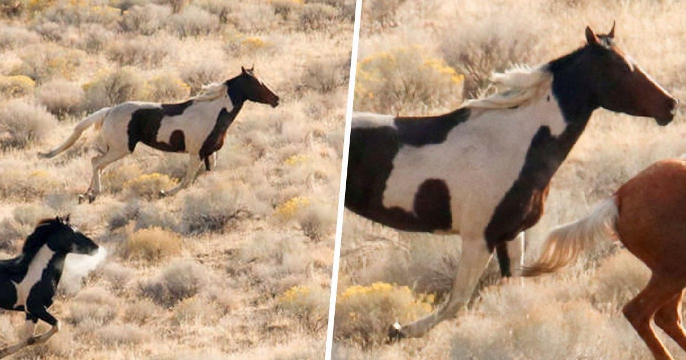 Un cheval sauvage au pelage incroyable et mystérieux