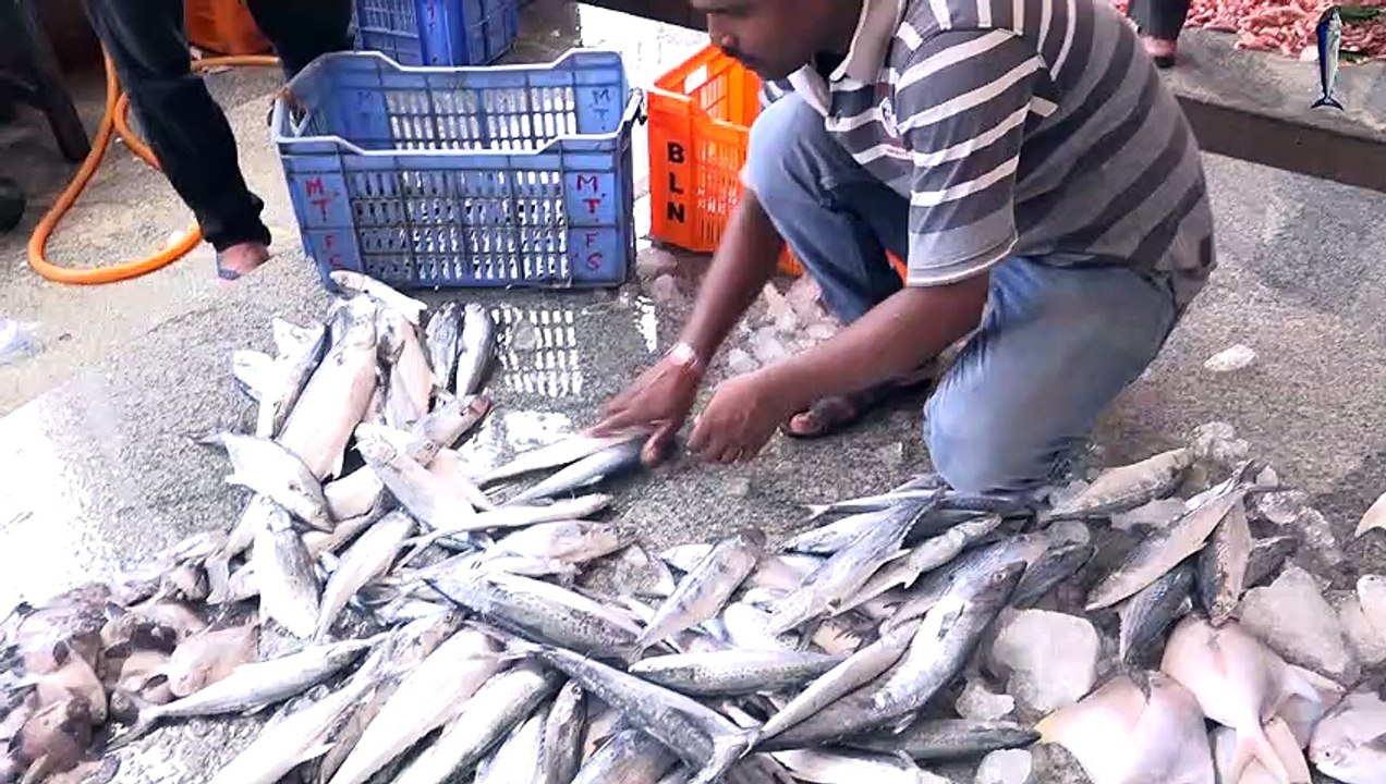 Big Fishes in hand - Odisha- India