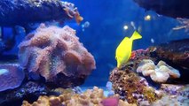 Colorful Marine Fishes Inside An Aquarium