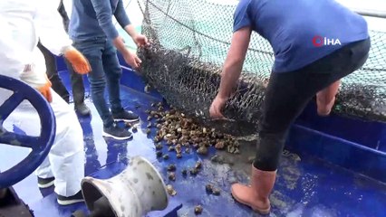 Karadeniz salyangozu mercek altında