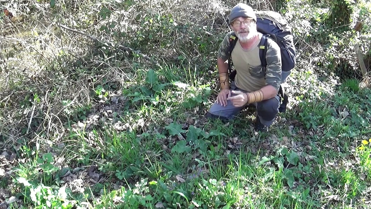 la bardane. plante de survie grand modèle