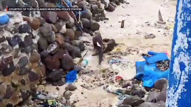 New record: 2nd otter species in the Philippines spotted in Tawi-Tawi