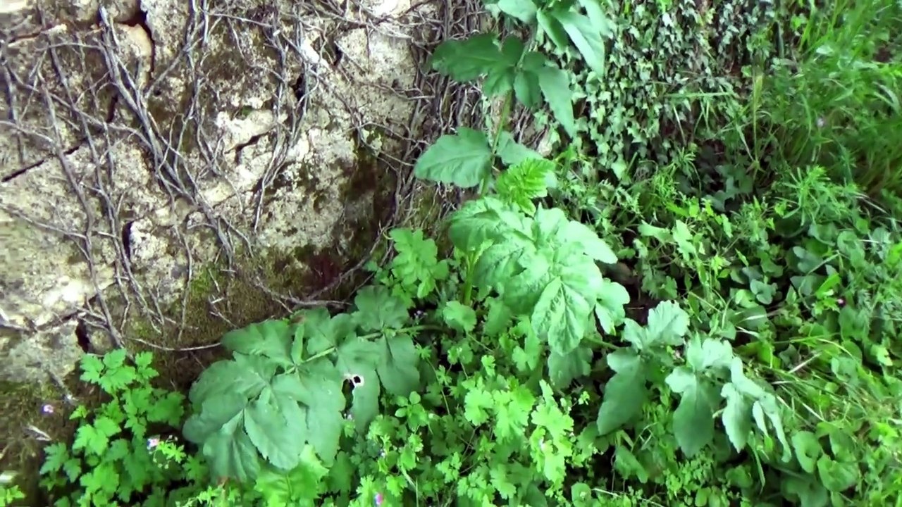 Le panais sauvage, la plante de survie