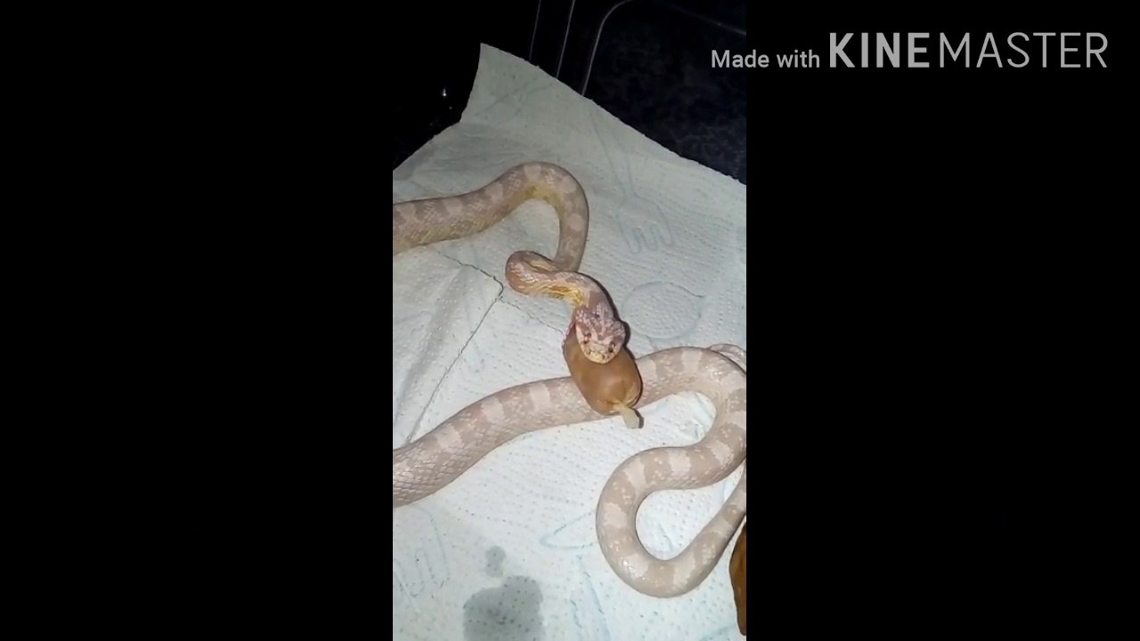 Snake Swallowing Something In A Plastic Bag