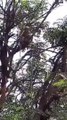 मेरठ मेडिकल कॉलेज में बंदरों का आतंक, कोरोना मरीजों के सैंपल छीन पेड़ पर चढ़ गया बंदर, वीडियो वायरल