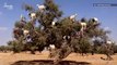 Watch Goats in Morocco Climb Trees Way Better Than You Can
