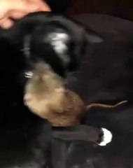 Un chat fait la toilette à un rat