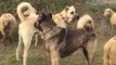 KANGAL KOPEGi ve ANADOLU COBAN KOPEGi KARSILASMA - KANGAL DOG and ANATOLiAN SHEPHERD DOGS ENCOUNTER