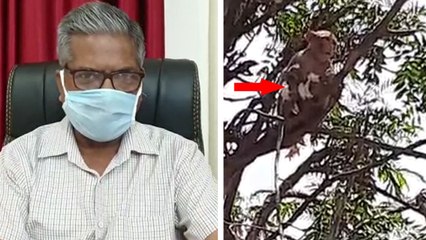 जब बंदरों ने लैब टेक्निशियन से छीन लिए कोरोना मरीजों के सैंपल, देखिए हैरान करने वाला VIDEO