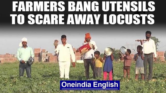 Locust attack: Farmers in Kanpur bang utensils, beat drums to scare away the locusts: Watch|Oneindia