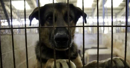 Liège : la maltraitance animale est désormais sanctionnée avec des amendes allant jusqu'à 10 000 euros