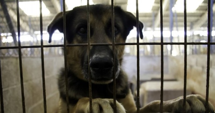 Liège : la maltraitance animale est désormais sanctionnée avec des amendes allant jusqu'à 10 000 euros